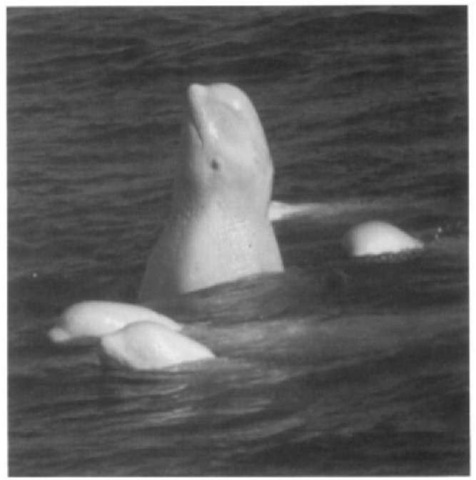 Aggregation of beluga whales interacting and rubbing on the substrate of a shallow estuary during the summer molt. 