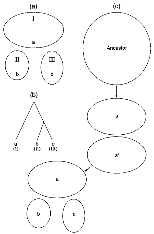 In vicariance biogeographtj, speciation patterns are determined by vicariance events. The analysis attempts to reconstruct the sequence of vicariance events using the pattern of evolutionary relationships within a group of related species with al-lopatric distributions, (a) Species "a," "b," and "c" occupy ranges 7, II, and III, respectively. (b) If a phylogenetic analysis determines that "b" and "c" are sister species to the exclusion of "a," this pattern of relationships is applied to their respective geographic ranges in an area cladogram. (c) Under this scenario, the range of the ancestral species is first divided by a vicariance event into a northern and a southern half Pojndations in these two areas speciate into species "a" and "a1." Species "a"' is the inferred immediate common ancestor to "b" and "c." A later vicariance event divides the range of "a"' into eastern and western halves, giving rise to species "b" and "c." If unrelated species groups occupying these areas shoiv congruent area cladograms, the support for this sequence of vicariance events is strengthened. 