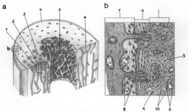  (a) Schematic model of the ivall of a mammalian long-bone diaphysis consisting of an outer layer of compact bone and an inner lay er of cancellous bone, surrounding a central medullary cavitij. Periosteum covers the outer bone surface, and endosteum covers the inner bone surface, (b) Enlarged diagram of periosteum and compact bone in (a) 1, osteon; 2, haversian canal; 3, interstitial lamellae; 4, outer circumferential lamellae; 5, cancellous bone; 6, Volkman's canal; 7, periosteum; 8, Sharpey's fibers; 9, lacuna; 10, concentric lamellae. Adapted from Ten Cate (1989).
