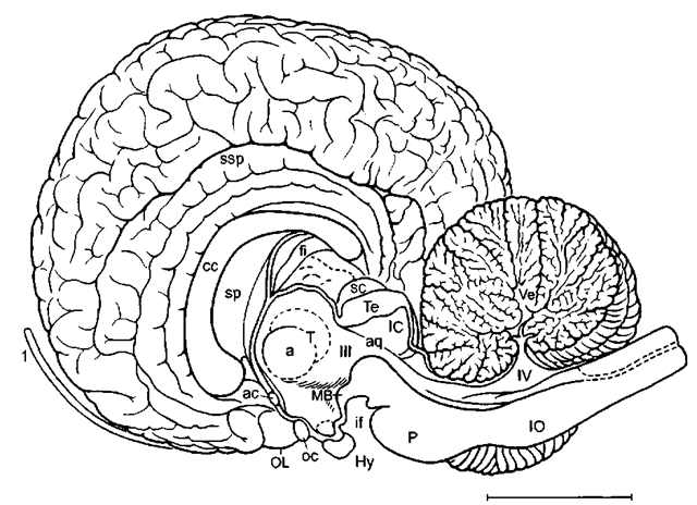 Brain of humpback whale (Megaptera novaeangliae) in mediosagittal section, if, interpeduncular fossa: sp, septum pellucidum; Te, tectum; 1, olfactory nerve. Scale: 5 cm. After Breathnach (1955, I960). 