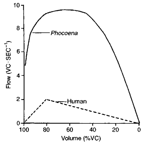 Comparison of the flow-volume curves of a human (dashed line) and a harbor porpoise (solid line). Note that in the human, after the volume falls below about 80% of vital capacity, the flow rate declines steadily, but this is not the case in the porpoise. 