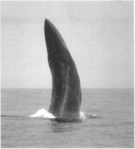Breaching of a Bryde's whale off Kochi, Japan. 