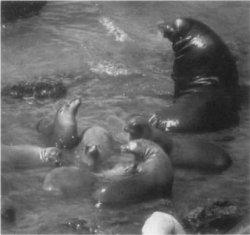 A "milling" group of California sea lions. These groups form in some areas as a prelude to mating. Females often mount each other or the territorial male while in these groups. Note the male's saggital crest, which is unique to Zalo-phus. 