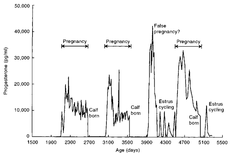 Semtn progesterone of killer whale from birth through sexual maturity and calving and showing estrous cycling and pregnancies. Progesterone levels were "zero" until after 1900 days of age. 