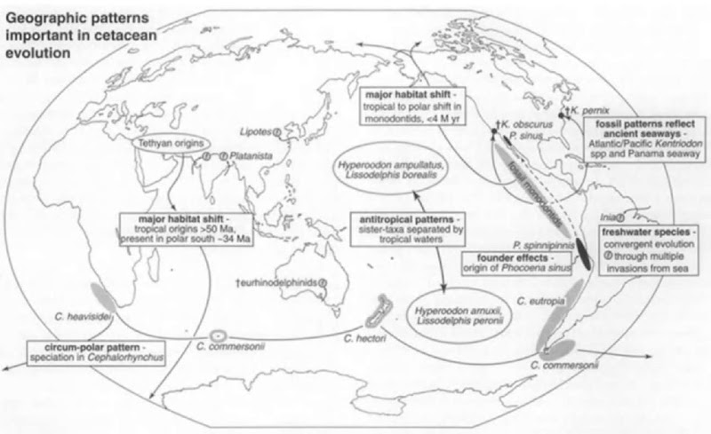 Distribution patterns illustrating the possible role of geography in cetacean evolution. Patterns indicated include antitropical and circum-Antarctic distributions, allopatric species pairs between oceans, founder effects, convergent origins for various freshwater dolphins, habitat expansion in general for Cetacea (tropical origins, followed later by spread as far as the poles), and geologically recent changes in habitat. Only selected taxa are shown, Fossils are marked with a dagger. 