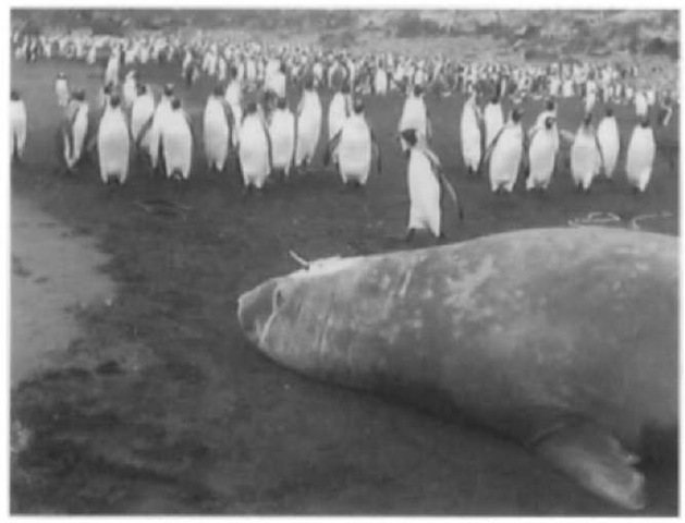 A satellite-linked radio transmitter (PTT) attached to the head of a southern elephant seal at Marion Island.