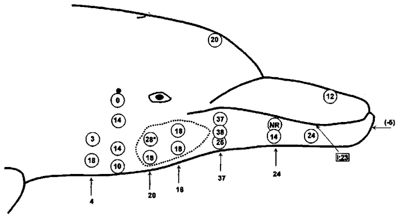 Relative reception sensitivity of hearing at different locations around a dolphin's head. The higher the number, the more sensitive the region.