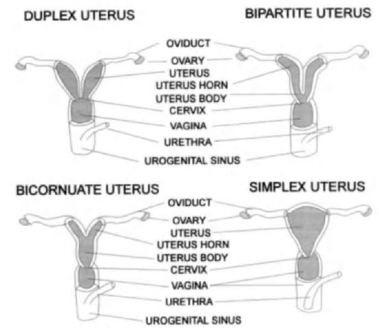 Female Reproductive Systems (marine mammals)