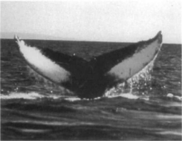 Distinctive dark and light patterns on the ventral surface of a humpback whale's fluke. 