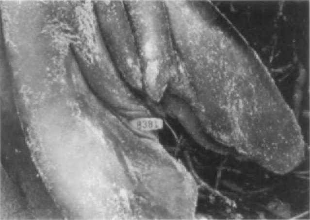 Flipper tag on a northern elephant seal. 