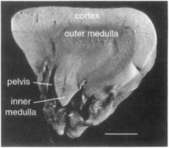 A unipapillary reniculus from the kidney of the Cape clawless otter Like the typical mammalian kidney, there is an outer covering of cortical tissue, and the medulla is divided into outer and inner regions. The inner medulla forms a conical papilla that contains the longest loops of Henle. Urine drains from the nephrons into the pelvis, and from there to the bladder via the ureter. Scale bar: 2.5 mm. 