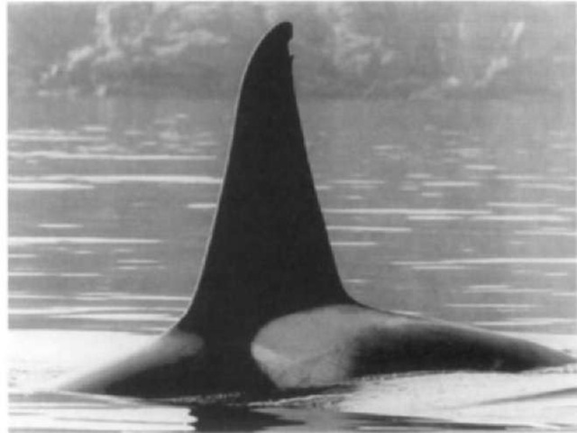 Left side view of male killer whale showing representative dorsal fin nick and saddle-patch scars that are used in photographic identification of individuals. 