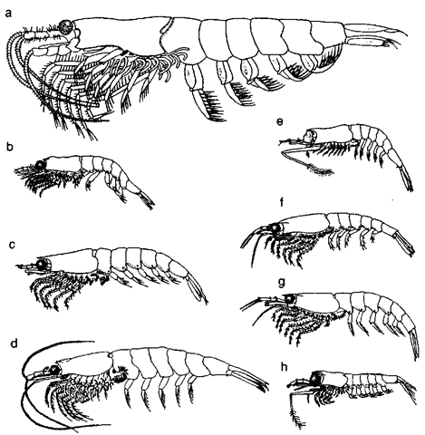 Scale drawing of the eight most important krill species: Euphausia superba (a), E. Pacifica (b), E. crystallorphias (c), Meganyctiphanes norvegica (d), Thysanoessa niacrura (e), T. inenriis (f), T. raschii (g), and T. longipes (h). 