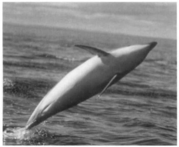 A side slap of a dusky dolphin. 