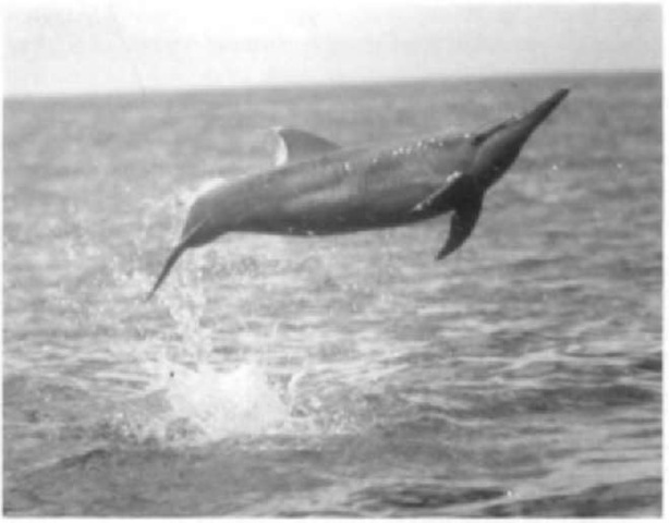 A spinner dolphin spinning.