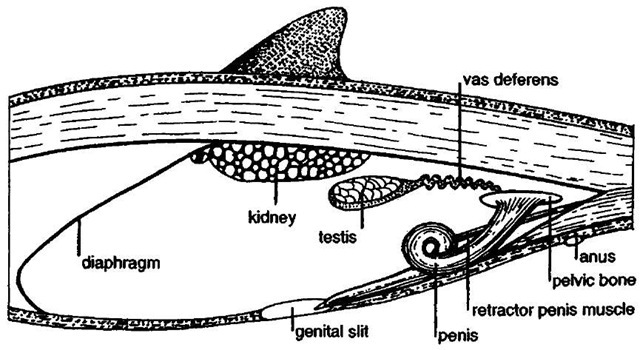 Cetacean male reproductive system.