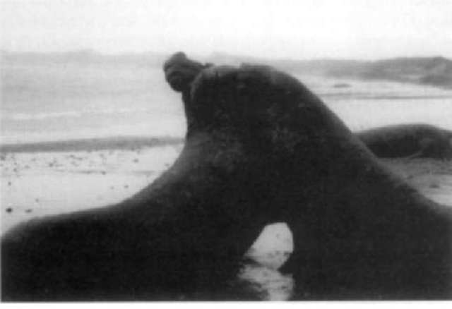 Adult male northern elephant seals (Mirounga an-gustirostris) fight for positions in a dominance hierarchy that confers access to receptive females. 