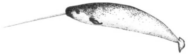 e narwhal, Monodon monoceros, occurs in the remote North Atlantic and Arctic Oceans and is conspicuous with a long tusk in males, usually formed from one tooth in the left upper jaw.