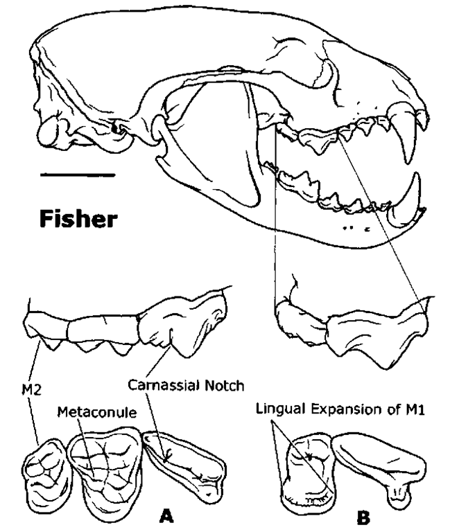 Characteristics of upper carnassial (P4) and molar (Ml) teeth in mustelids. The dentitions of a canid (gray fox, A) and mustelid (fisher, B) are compared in lateral (top) and occlusal views (bottom). Eumustelids have lost the second molar, the metaconule on Ml and the carnassial notch on P4, and expanded the lingual surface of Ml. Scale bar = 2 cm.