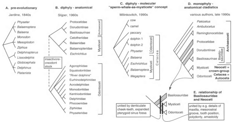 Changing concepts of the Cetacea. (A) Preevolntionary classification as used by Jardine and others, early to mid-1800s. Species are clustered on the basis of sometimes superficial features. Genealogical relationships are not particularly implied, (B) Widely held concept of cetacean diphyly, as used by Slijper in the 1960s, and supported by many other cetologists (based on Slijper). (C) Widely cited but now abandoned concept of relationships between living Odon-toceti and Mysticeti showing the sperm whale, Physeter macrocephalus, as more closely related to living mysticetes than to other odontocetes (based on Milinkovitch). (D) Current concept of Cetacea showing crown group Cetacea (Neoceti) with two sister taxa, Odontoceti and Mysticeti, and a cluster of progressively more stemward archaeocete groups (based on Uhen and others). Grade taxa are shown with gray infill. (E) Summary of relationship between later archaeocetes, the Basilosauridae, and Odontoceti + Mysticeti.