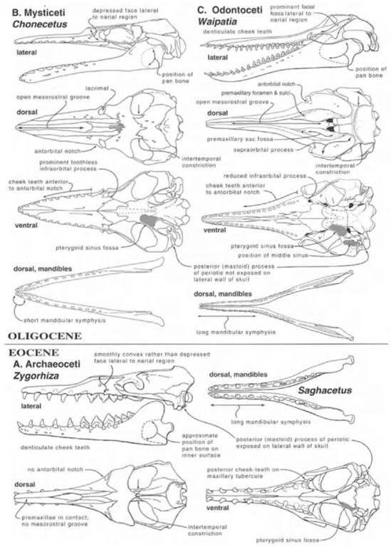 Morphological similarities and differences among later archaeocetes and basal odontocetes and mysticetes. (A) Archaeocete. Lateral, dorsal, and ventral views of the archaeocete skull show the dorudon-tine Zygorhiza kochii (Basilosauridae: Dorudontinae: Priabonian, latest Eocene), based on Kellogg (1936). Dorsal view of the archaeocete mandible shows the dorudontine Saghacetus osiris (Basilosauridae: Dorudontinae: Priabonian, latest Eocene), based on Stromer (1908). (B) Archaic mi/sticete. Lateral, dorsal, and ventral views of skull and dorsal view of mandible show Chonecetus geodertorum (Mysticeti: Aetiocetidae; Chattian, Late Oligocene), based on Barnes et al. (1995), with the addition of some features. Figures of teeth are not available. (C) Basal platanistoid odontocete. Lateral, dorsal, and ventral views of skull and dorsal view of mandible show Waipatia maerewhenua (Odontoceti, Waipatiidae; Chattian, Late Oligocene), based on Fordyce (1994),with modifications, including the addition of some features. Some teeth are in situ on the original fossil, but for simplicity are not shown in other than the lateral view. 