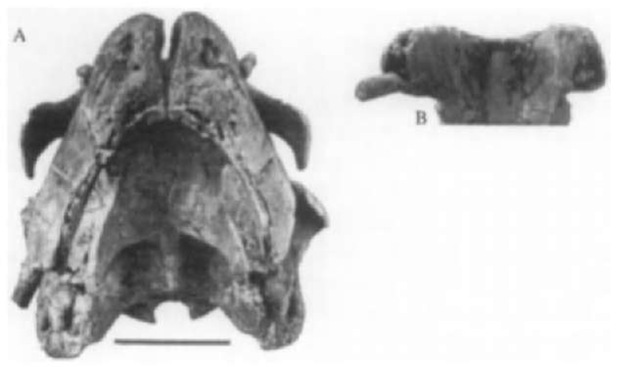 Odobenocetops peruvianus: skull of a female in an-teroventral view (A); ventral view of the anterior region of the palate of the same skull (B). Scale bar: 5 cm. 
