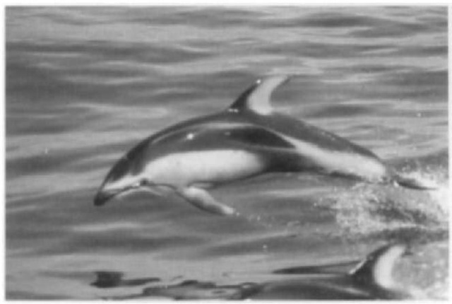 The Pacific white-sided dolphin (Lagenorhynchus obliquidens) is usually found in pelagic waters of the North Pacific.