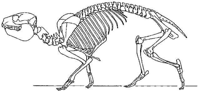 Skeleton of the hyracoid Procavia capensis. 