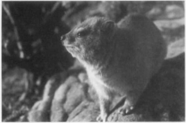 The rock hyrax Procavia capensis in its type area (Table Mountain, Cape Town, South Africa). 