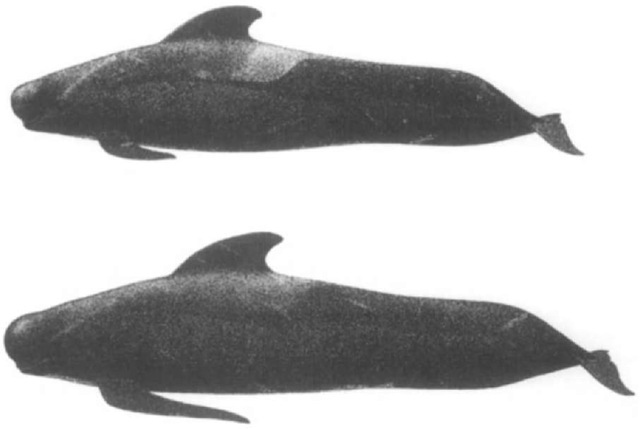 Full-body view of the short-finned pilot whale (top) and the long-finned pilot whale (bottom). 