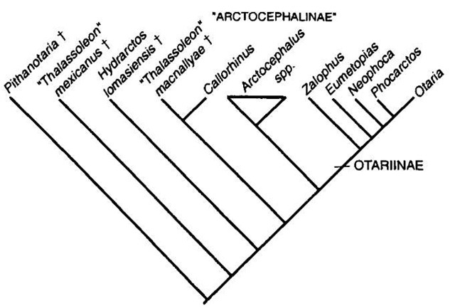 Phylogeny of Otariidae based on morphologic data showing monophyletic Otariinae and paraphyletic "Arcto-cephalinae." 