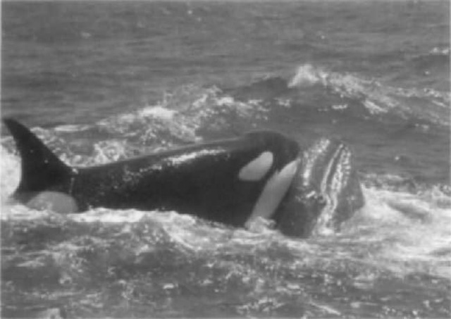 Killer whale attack on California gray whales. 