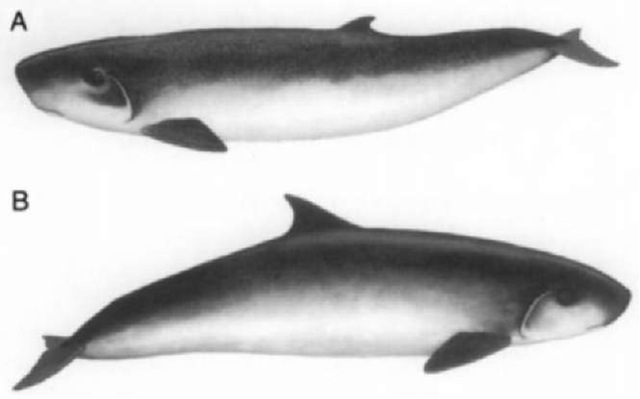  (A) Kogia breviceps. The relatively short and more posteriorly positioned dorsal fin is useful in distinguishing this species from (B) K. sima. 