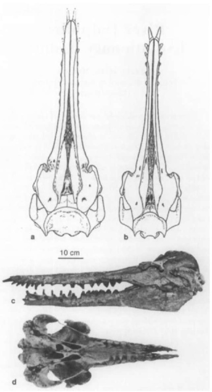 Skulls of Squalodontidae: (a) Eosqualodon langewi-eschei (late Oligocene, Germany), reconstruction of the skull in dorsal view [from Rothausen (1968), modified]; (b) Squalodon bellunensis (early Miocene, Italy), reconstruction of the skull in dorsal view [from Rothausen (1968), modified; (c) S. bellunensis (early Miocene, Italy), skull and mandible in lateral view; (d) Squalodon bariensis (early Miocene, France), skull (apex of the rostrum missing) in ventral view, a and b are reproduced with permission of Paliiontologische Zeitschrift. 