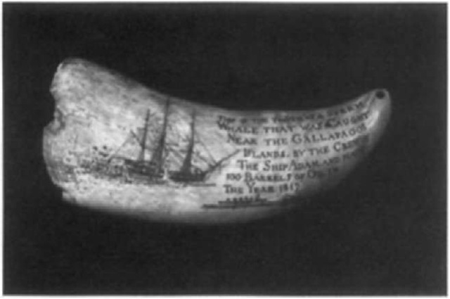 Genesis of scrimshaw, circa 1817. The oversize tooth is inscribed, "This is the tooth of a sperm whale that was caught near the Galapagos Islands by the crew of the ship Adam [of London], and made 100 barrels of oil in the year 1817." Produced in the wake of the Napoleonic Wars, when the British and American whaling fleets were endeavoring to recover their former prowess in the Pacific, it is believed to be the earliest full-scale work of engraved pictorial scrimshaw. Length 23.5 cm.