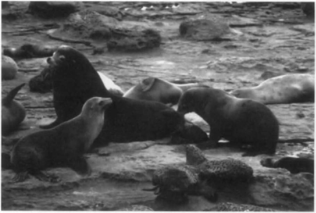 A male and several female California sea lions illustrating the size differences between males and females (sexual dimorphism). The male is the largest individual. Note the female on the right that is carning a newborn pup using her teeth. 
