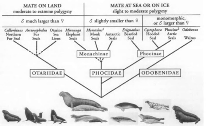Sexual size dimorphism in pinnipeds. A composite phylogenetic tree of the Pinnipedia on which sexual dimorphism, mating location, and degree of polygyny have been overlaid. Sexual size dimorphism varies greatly across pinniped species, and there is a strong correlation between the degree of dimorphism and the mating system. In otariids and three species of phocid (both elephant seals and the gray seal), mating takes place on land and extreme polygyny is possible because a successful male can defend many females. Males are much larger than females (2 to 10 times larger) and also exhibit other characteristics useful in fights over females, such as large canines. In the remaining pinnipeds, the walnts and nearly all the phocids, mating takes place in the water or on ice. There is less opportunity for males to mate with multiple females and agility, rather than size or strength, may be important in male contests for females. Males are equal, slightly, or moderately (up to 1.5 times) larger than females or females may be slightly (up to 1.1 times) larger than males in these species. 1Females are slightly larger than males in the Hawaiian monk seal: males are slightly larger than females in the Mediterranean monk seal 2Among phocines, the gray seal represents a notable case because it can exhibit both terrestrial and aquatic mating and males are maximally 3 times larger than females.