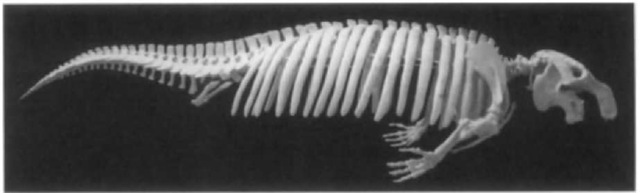 Skeleton of Metaxytherium floridanum, a Miocene halitheriine dugongid. Total length about 3.2 in.