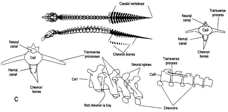 (Continued) Each capitulum articulates with one or more costal facets on the vertebral centrum at or near the intervertebral disk. Each tuberculum articulates ivith a facet on the transverse process of its respective vertebra. Lumbar vertebrae are trunk vertebrae tvithout ribs: they have pronounced transverse processes called pleurapophyses. In manatees, there may be a rib on one side and a transverse process on the other side of the same lumbar vertebra. (C) Caudal vertebrae a re found in the tail. At the top of this illustration, these vertebrae are filled in on the dorsal and lateral views of the manatee skeleton. In permanently aquatic marine mammals that have no direct attachment between the pelvic vestiges and the vertebral column, the transition between lumbar and caudal vertebrae is defined by the presence of chevron bones. Chevron bones are ventral intervertebral ossifications. By definition each is associated with the vertebra cranial to it. 