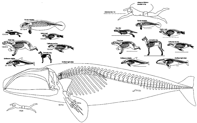 Selected marine mammal skeletons (the Florida manatee, the harbor seal, the California sea lion, the North Atlantic right whale, the bottlenose dolphin, the polar bear, and the sea otter) compared with the skeleton of the domestic dog. Drawings on the left and bottom are scaled so that 1 m on any one species equals 1 m on all the others in this group. The range of adxdt total body lengths (snout tip to tail tip; note that human height is measured differently) is given in meters beneath each drawing. This group is sized to fit the right whale onto the page. Skeletons in the group on the upper right are scaled so that the distance between the shoulder and the hip joints is equal in all seven species. Thus, the body cavities of this group are approximately the same length. A reference line representing 1 m is given below each of these drawings; note that it is different for each skeleton in this scaling scheme. Both groups are sized so that the dolphins on the right and left are equal in length. 