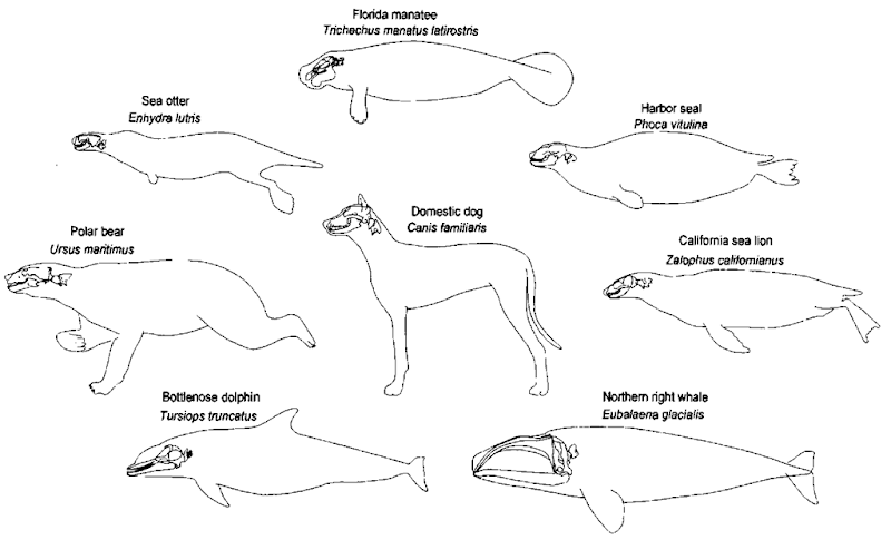 Skulls and first two cervical vertebrae (unless fused, as it is in cetaceans) of a selection of marine mammals for comparison with those of the dog. Each species is scaled so that the distances between the shoulder and the pelvis are similar; body cavities are therefore roughly similar in length, allowing one to compare head sizes with visceral volumes among species. 