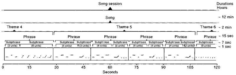 The hierarchical structure of humpback whale song.