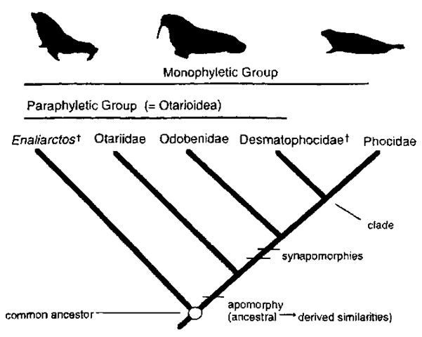 Hypothesis of pinnipedimorph relationships, f, extinct taxa. 