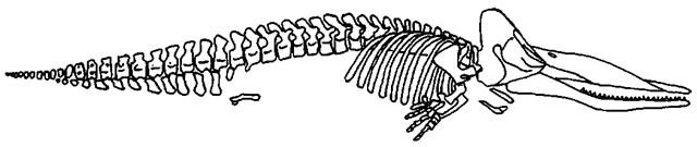 Skeleton of Physeter macrocephalus, the modern sperm whale. Note the disproportion-ally large head and the supracranial basin. 
