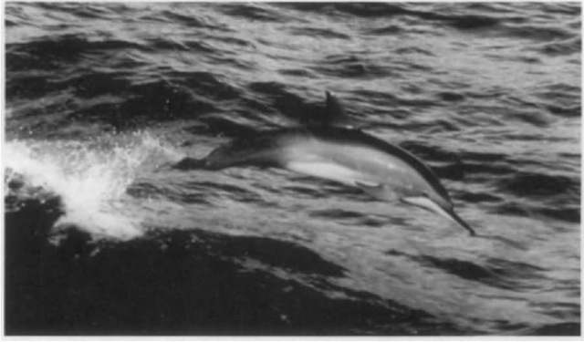 A Gray's spinner dolphin (Stenella longirostris longirostris) in the Gidf of Mexico.