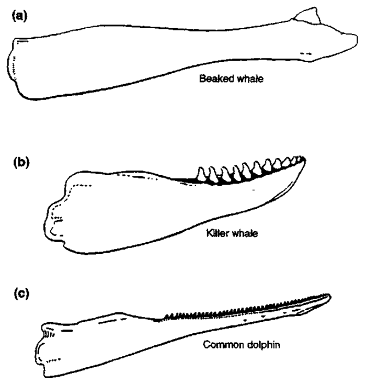Comparison of representative lower dentitions of odontocetes: (a) beaked whale (Ziphiidae), (b) killer whale (Orcinus orca), and (c) common dolphin (Delphinus delphis) (Sliper, 1979, Berta and Sumich. 1999). 