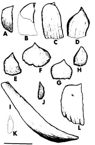  Lateral views of right teeth of adult mule Mesoplodon: (A) M. bidens, (B) M. bowdoini. (C) M. carlhubbsi, (D) M. densirostris, (E) M. europaeus, (F) M. ginkgodens, (G) M. grayi, (H) M. hectori, (I) M. layardii, (J) M. mirus, (K) M. Pacificus, and (L) M. stenegeri (Mead, 1989). Scale bar: 10 cm. 