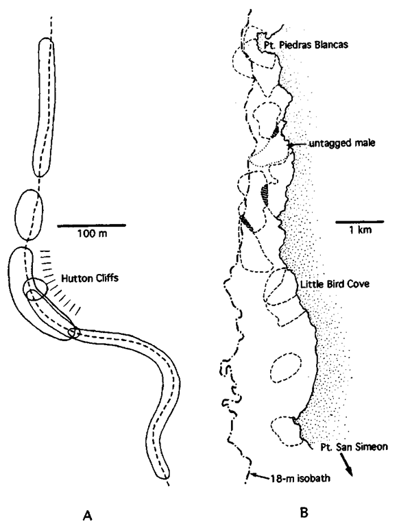 Aquatic territories are typically large and overlap, but environmental features are important: Weddell seal (A) and sea otter (B). Six territories are outlined in A; the dashed line in A indicates a tidal crack in the ice on which territories were centered (the two small territories by the Hutton Cliffs were less well documented than the others). Eleven territories (10 of tagged males) are shown in B (note placement relative to water depth); overlap of concurrently held territories is indicated by hatching.