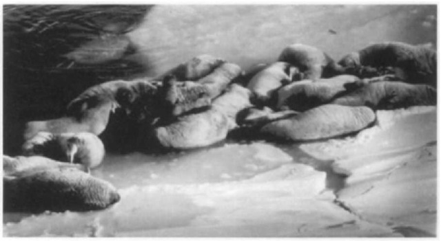Walruses hold small, dynamic aquatic territories adjacent to mixed herds on ice: territorial male (in water) adjacent to mixed herd in central Canadian arctic. 