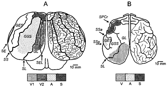 Position of projection sensory areas (visual, auditory, and somatosensory) in the cerebral cortex of cetaceans and pinnipeds: (A) the common bottlenose dolphin and (B) the northern fur seal. Dorsal view of the cerebral cortex. On the right hemisphere, the pattern of cortical sidci and gyri is shown in more detail. On the left hemisphere, only main cortical sulci are shown and the positions of the visual, auditory, and somatosensory areas are indicated. The main sulci (labeled by arrows at their ends): SE, sulcus ectosylvius; SS, s. suprasylvius; SL, s. lateralis; SEL, s. entolateralis; Ssa, s. suprasylvius anterior; Ssp, s. suprasylvius posterior; SPCr, s. postcruciatus. The main gyri (labeled on their surface): GES, gyrus ectosylvius; GSS, g. suprasylvius; GL, g. lateralis; V, visual area (VI, primary projection zone; V2, nonprimary zone); A, auditory area (only a part of this area is visible in B); S, somatosensory area. 